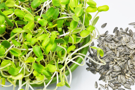 sunflower sproutの写真素材