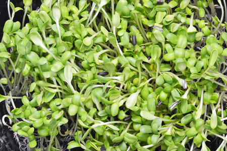 sunflower sproutの写真素材