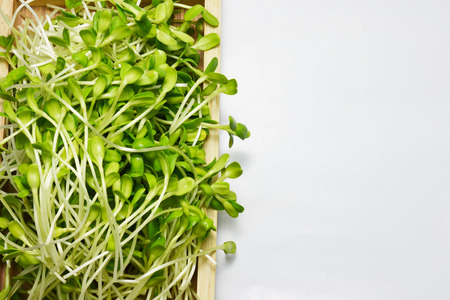 sproutの写真素材