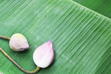 lotusの写真素材