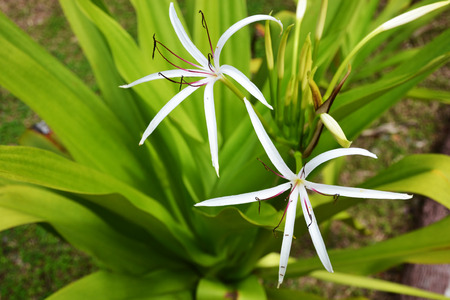 lillyの写真素材