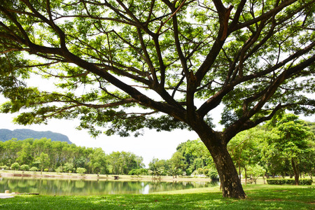 tree