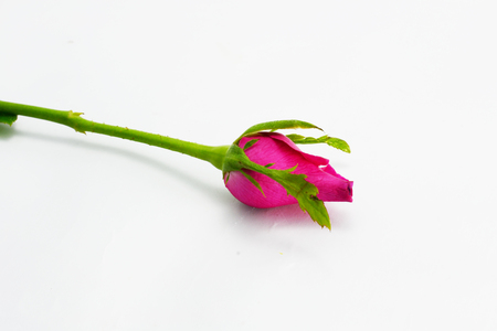 pink roseの写真素材