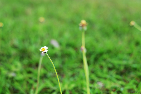 grasses on side walkの写真素材