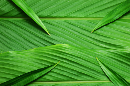 green leaves backgroundの写真素材