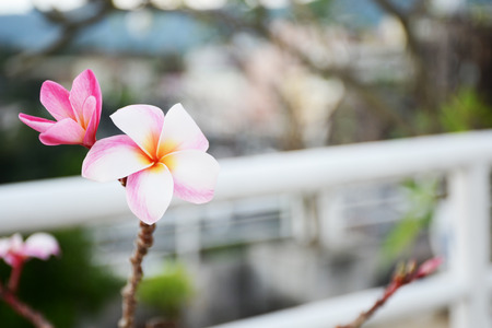 plant in gardenの写真素材