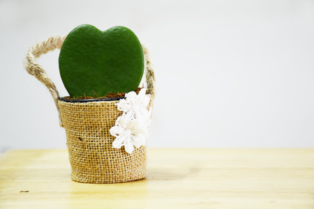 cactus in potの写真素材