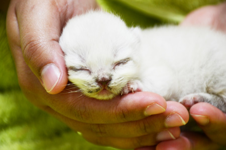 new bornの写真素材