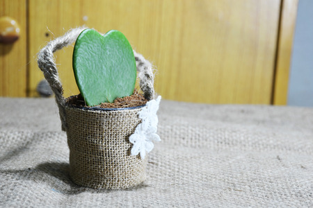 cactusの写真素材