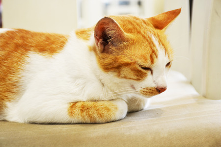 sleepy catの写真素材