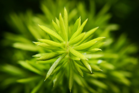 gagged of fernの写真素材