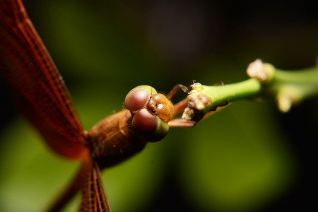 dragon flyの写真素材