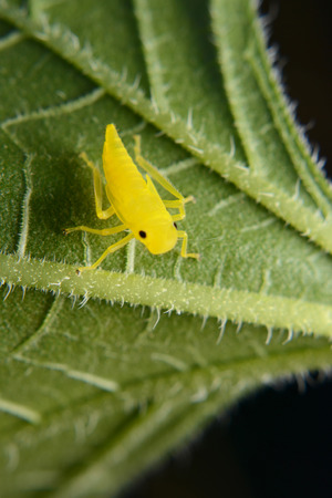 insectの写真素材