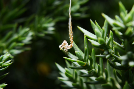 insect and bugの写真素材