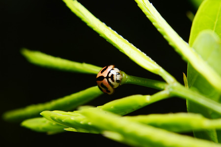 lady bug