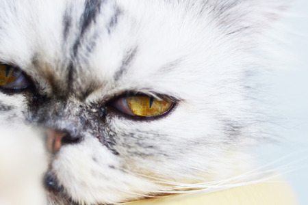 cat and kittenの写真素材
