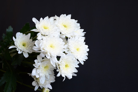 daisy flower and macro styleの写真素材