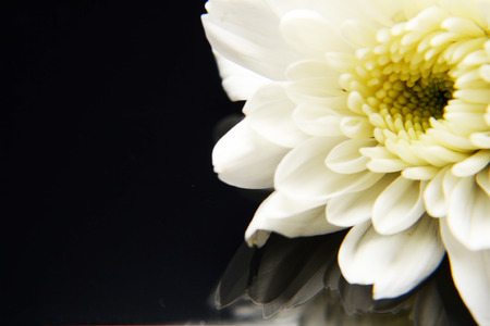 white flower in macro style and decorateの写真素材