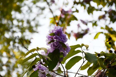 flower in seasonの写真素材