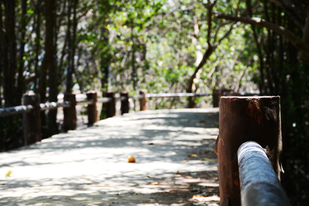mangrove forest