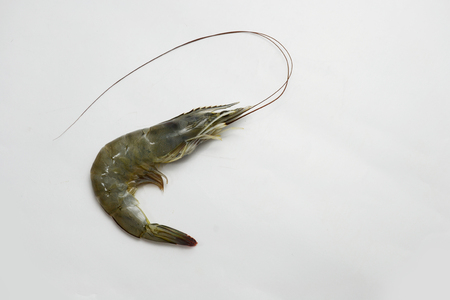 shrimpの写真素材