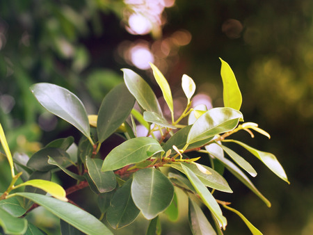 flower and plantの写真素材