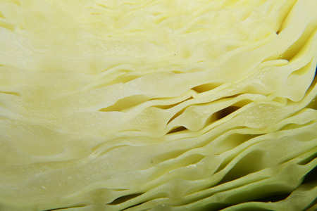 cabbage vegetable isolated