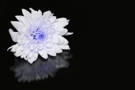 daisy flower on black screenの写真素材