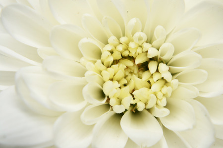 daisy flower on black screenの写真素材