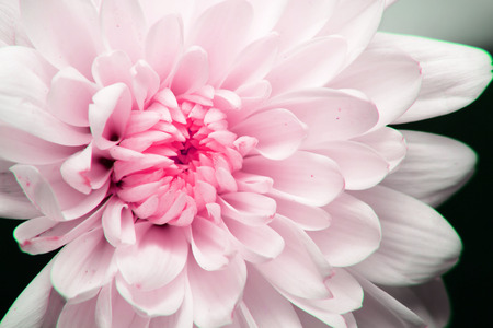 daisy flower on black screenの写真素材