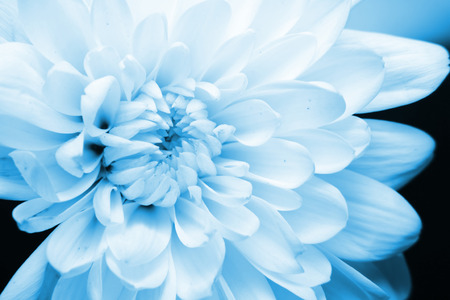 daisy flower on black screenの写真素材