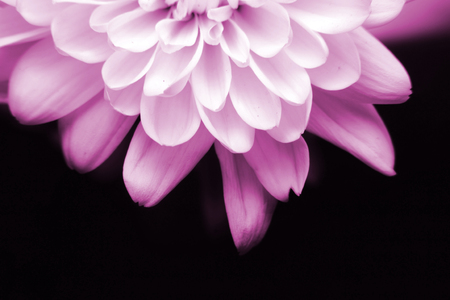 daisy flower on black screenの写真素材