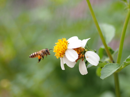 nature and flower on side walkの写真素材