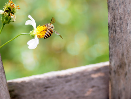 color of flower and grass on side walkの写真素材
