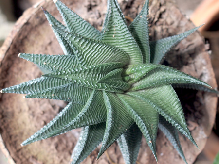 color of flower and grass on side walkの写真素材