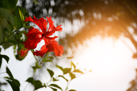 hibiscus