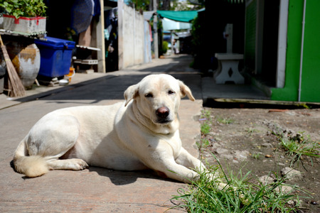 dog, street dog,の写真素材
