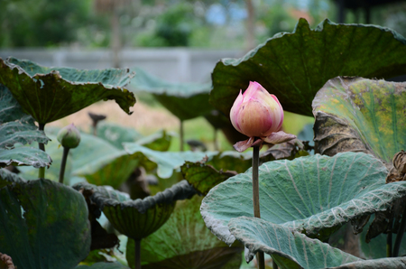 lotus in lakeの写真素材