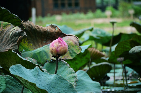 lotus in lakeの写真素材