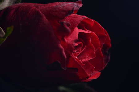 rose, close up rose, loveの写真素材