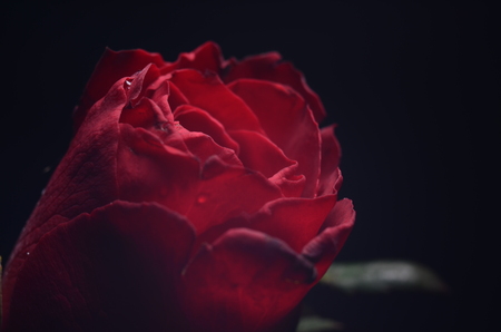 rose, close up rose, loveの写真素材