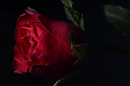 rose, close up rose, loveの写真素材
