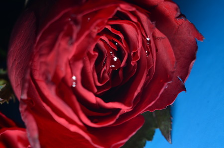 rose, rose close up,の写真素材