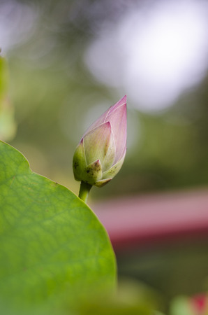 young lotusの写真素材