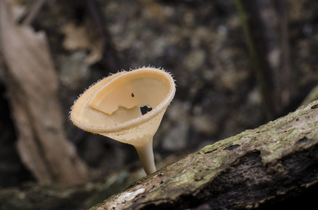 hair mushroomの写真素材