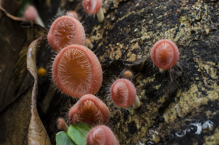 red hair mushroomの写真素材