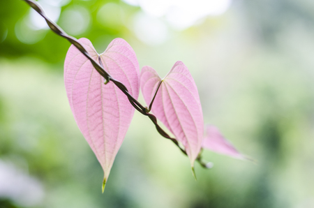 sweet heart leaf pinkの写真素材