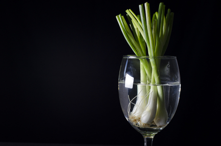 spring onion in glassesの写真素材