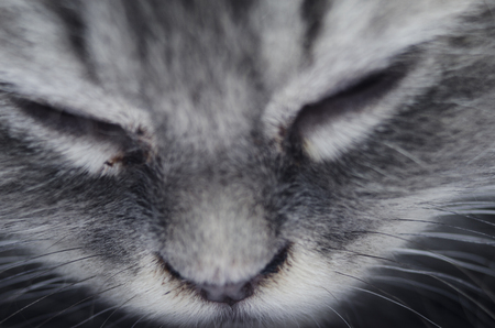 little kittenの写真素材