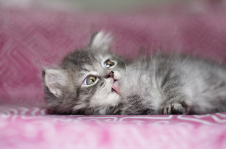 cute little long hair kittenの写真素材